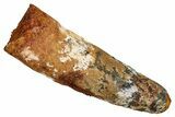 Fossil Spinosaurus Tooth - Feeding Worn Tip #344865-1